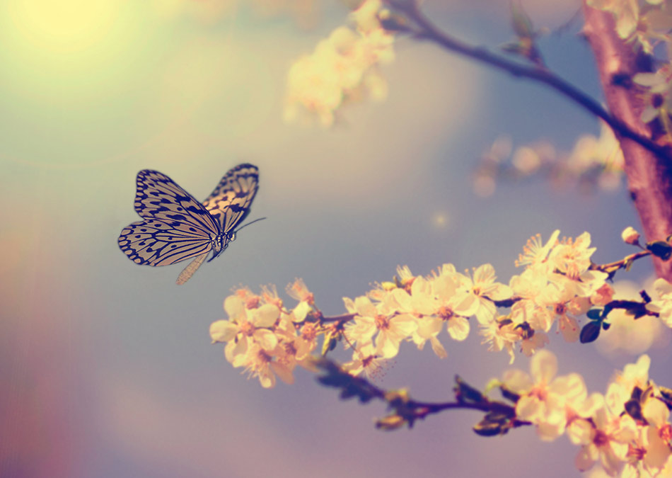 Who Pays for Hospice Services?