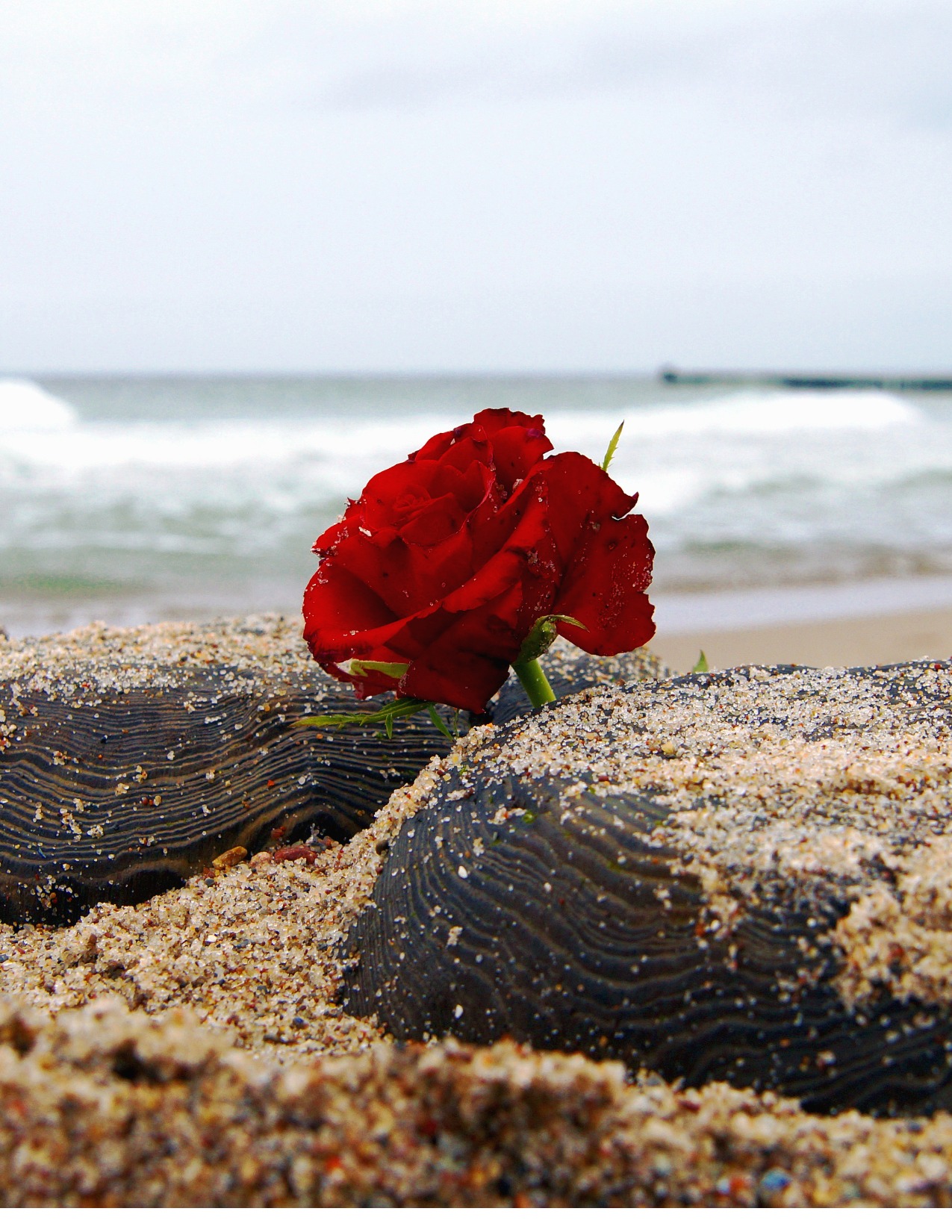 Flower on the Beach Signifying the Loss of a Loved One 