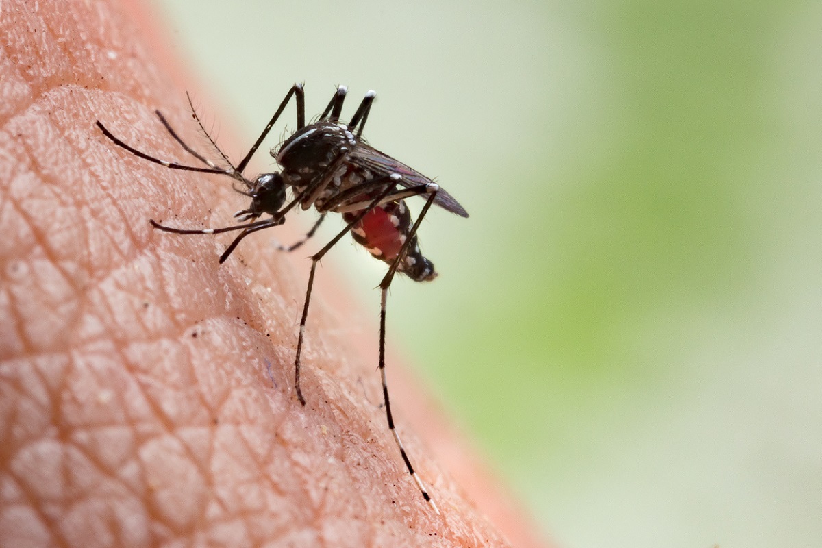 Keeping Seniors Safe from Mosquitoes